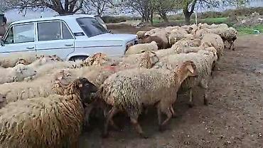 Qoyunlar, qoçlar: Satış: Qoyun sürüsü 0509813022 - Növ: Qoyun (ana qoyunlar üstünlük — 6
