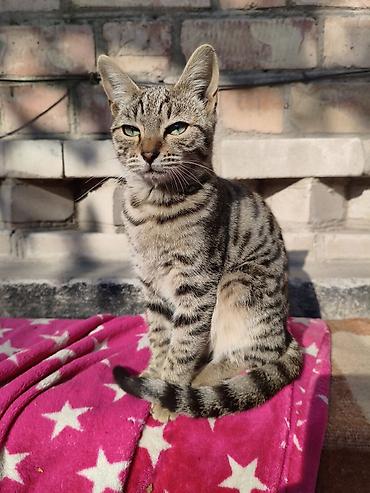Продажа кошек: Котята домашние, короткошёрстные. 1) Окрас колорпойнт (кремовое тело — 3