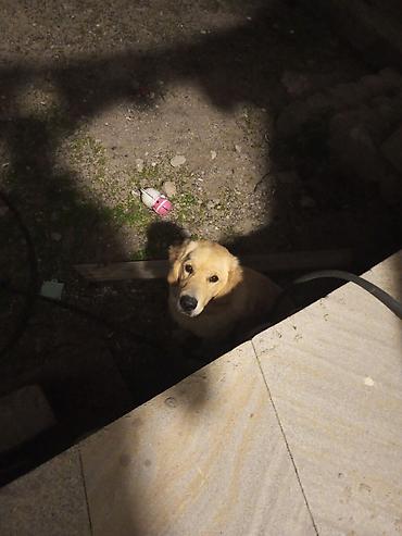 itlerin satişi: Retriever, 9 ay, Erkək, Ödənişli çatdırılma — 2