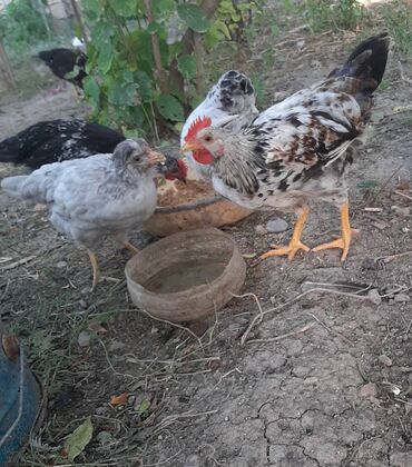 Akvariumlar: 2 ay yarimliq çolpalar 4 manat
