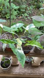 Xalçalar: Xalça -da lalafo.az — 53 Xalçalar: Xalça — 53