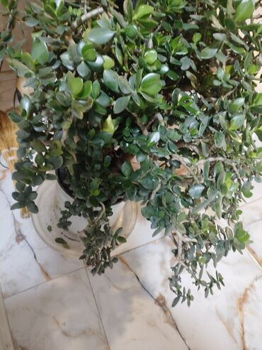 Otaq bitkiləri: Succulent “Pul ağacı” (Crassula ovata) – iri, kolvari formaya — 1