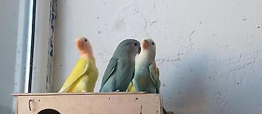 Quşlar: Sevgiquşları (Lovebird) – müxtəlif rəng kombinasiyaları - Növlər — 3