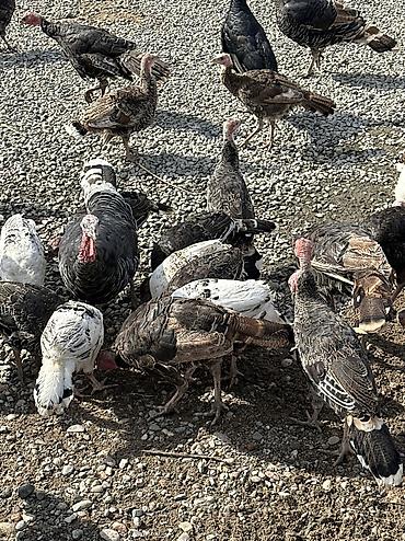 индюк алам: Продаю | Индюк (самец) | Для разведения — 10