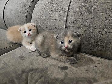 Отдам котят в хорошие руки. Самовывоз, район завода Кока Кола. тел — 2