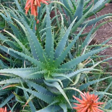 купить комнатные растения: Mualicevi aloe bitkisinin yarpaqlari kilo ile satilir