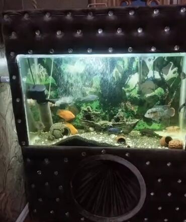 сколько стоит аквариум: Böyük dekorativ akvarium komplekti - Ön şüşəli, işıqlı akvarium – üst