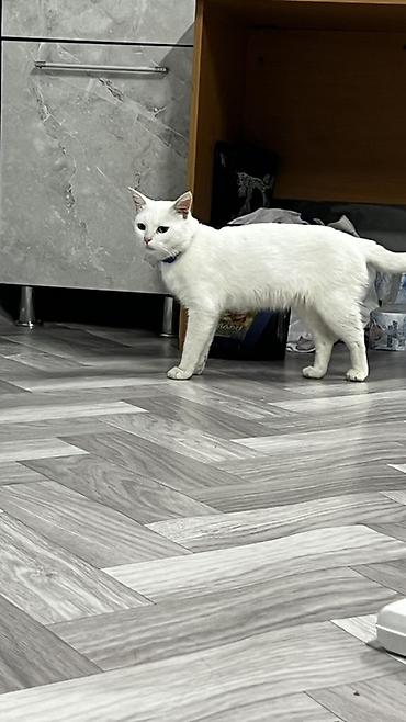 Отдам даром собаку: Кошка даром: Беспородная, Девочка — 2