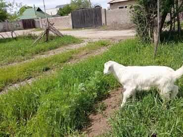 Другие животные: Продаю козу дойная стельная уже 1.5 месяца травку кушает молотую