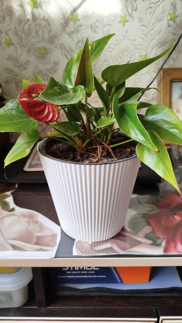 сколько стоит аквариум: Мужское счастье» — это неофициальное название экзотического комнатного