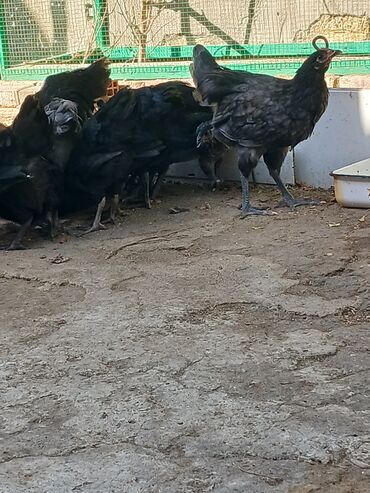 Inəklər, öküzlər: Toyuq, Damazlıq