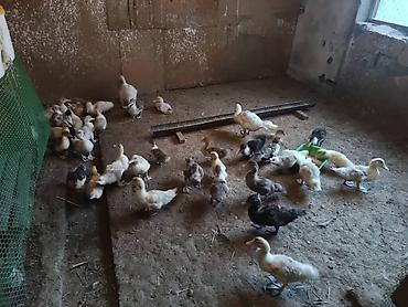 выгул: Утята (разновозрастные, разные окрасы) - Домашнее поголовье утят, на — 1
