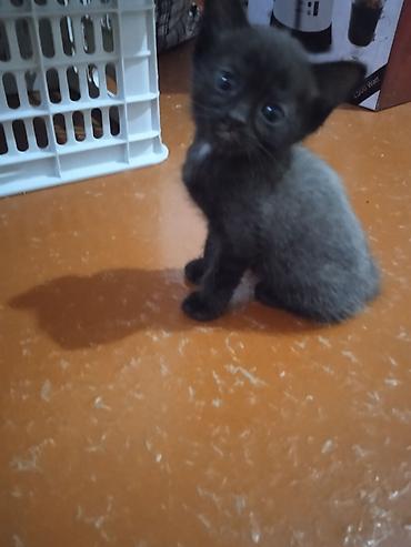кот сфинкс: Котята, короткошёрстные, домашние. - Возраст: очень маленькие, уже — 3