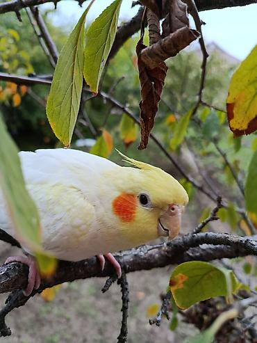 Tutuquşları: Erkək Karella satılır adı Ori di 7 aylıq quşdu ələ çiyinə başa rahat — 3