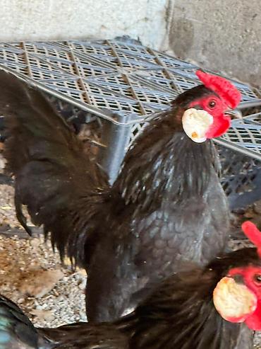 Птицы: На продажу Оптом Количество 22 штуки. Яйца несут. Возраст прошлого — 8