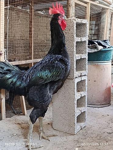 Куры, петухи: Продаю | Куры, Петух, Цыплята | Для разведения — 28