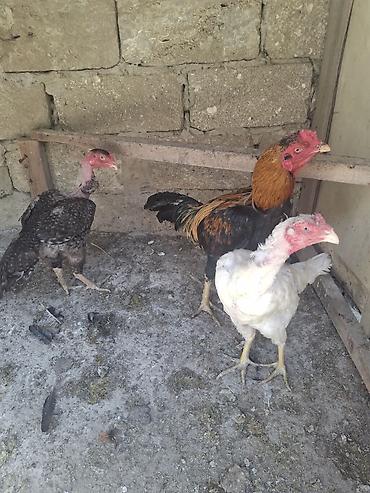 Xoruzlar: Xoruz, Heyratı, il: 2, Ödənişli çatdırılma — 6
