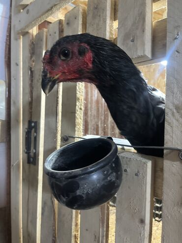 купить декоративных курей: Продаю | Куры | Бойцовая | Для разведения