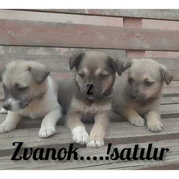 zvanok itler: Zvonok, 1 ay, Erkek, Peyvəndli, Ünvandan götürmə