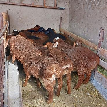 Баран, овца: Продаю | Ягненок — 5