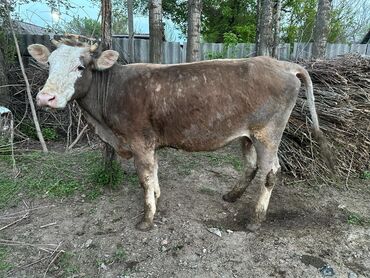 животные ош: Продаю | Корова (самка) | Швицкая | Для разведения, Для молока | Стельные