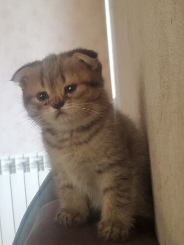 pişik qablari: Şotland yastı qulaq