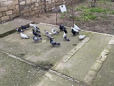 Göyərçinlər: 22 ədəddir üsd üsdə 4 manatdan tərgidmə maraqlanan vp yazsın video — 5