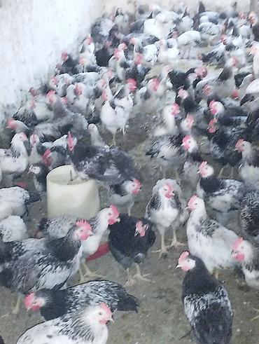 kənd toyuqları: Temiz serebirst F6 75 günlük satışda kim istəyir əlaqə nömrəsi — 2