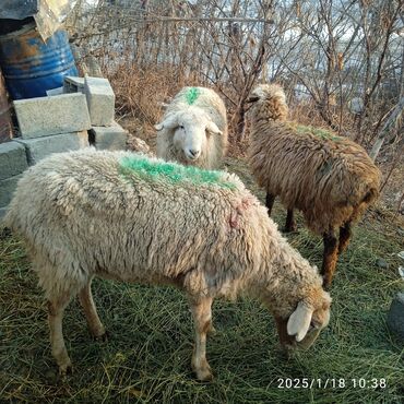 Бараны, овцы: Продаю | Овца (самка), Ягненок | Для разведения