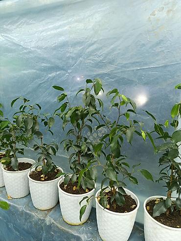 Фикусы: Продаются цветы, разные виды, сорта, большие и маленькие домашние и — 7