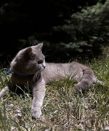 британская прямоухая кошка: Отдаю в хорошие руки Породистая кошка Шатланка,Кошке 10месяцев К
