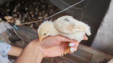 Куры, петухи: Продаю | Цыплята | Домашняя, Кучинская | Для разведения