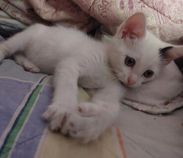 котята в добрые руки баку: В добрые руки мальчик ему 1.5 месяца