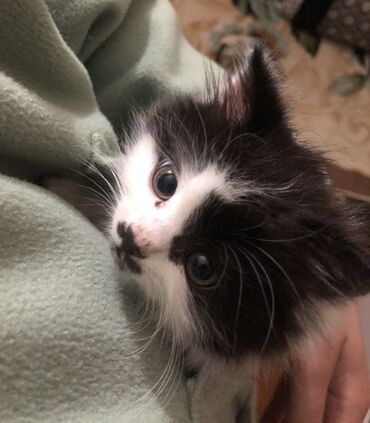 аренда животных: Породистый котенок, британец девочка, 2 месяца к лотку приучена