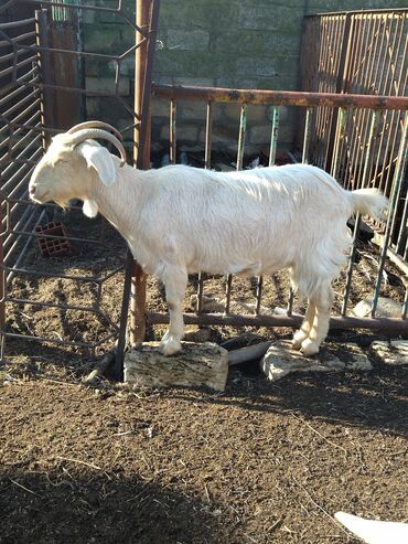 Keçi, çəpiş: Salam.keçilər satıram 5dənədir hamsı bir yerdə kom satılır — 2