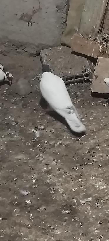 goyərclər: Qara baş erkeydi kuleyli havada tutulub qus gencede gondermekde — 2