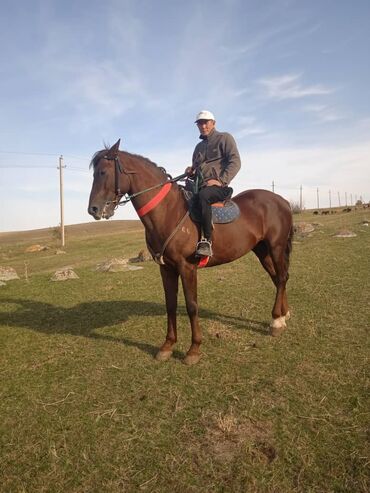 продажа щенков немецкой овчарки с документами в бишкеке: Сатам | Жылкы (эркек) | Аргын | Жумушка | Асыл тукумдуу