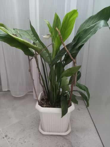 Ağ rəngli qabda Spathiphyllum bitkisi, həmçinin Sülh Zanbağı olaraq da