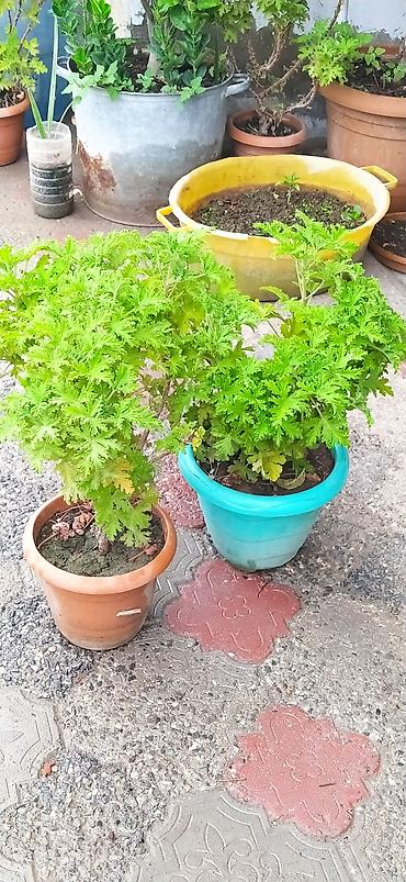 pul qab: Saksı bitkiləri – ətirli ıtır (sardunya) və Pul ağacı (Crassula ovata) — 2