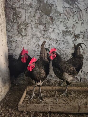Xoruzlar: Boz qara 7 aylig australorp beceler aktiv saglam elave melumat ucun