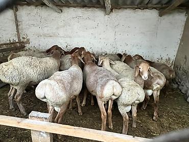 шотландский кошки: Продаю | Баран (самец) | Для разведения — 2
