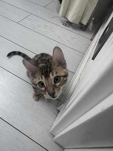 кошка шатланка: Продаем котят бенгальской породы котятам по 2 месяца глистованы — 4