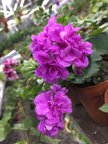 Другие комнатные растения: Пеларгония (плющелистная) — 20