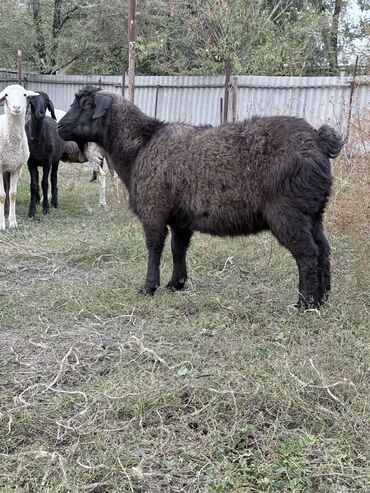Козы, козлы: Продаю | Козёл (самец) | На забой