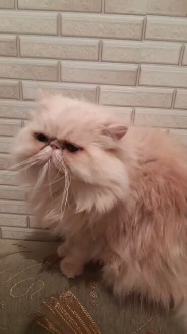 Pişiklər: Persian cat, Male animal, For mating cat, Customer pickup