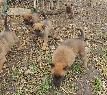 Продажа собак: Бельгийская овчарка, 1 месяц, Самец at lalafo.kg — 4 Продажа собак: Бельгийская овчарка, 1 месяц, Самец — 4