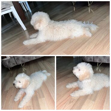 İtlər: Pekines, 4 ay, Erkek, Peyvəndli, Ünvandan götürmə