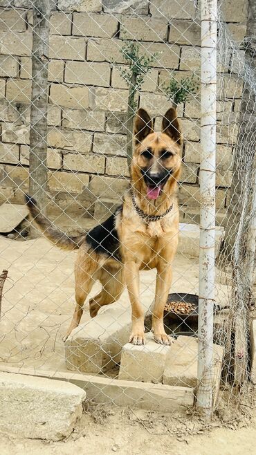 сколько стоит собака чихуахуа: Немецкая овчарка, 1 год, Самка, С прививками, Самовывоз