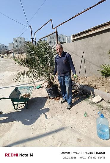 Деревья: Xurma (xurma xurması) və fan xurma (Washingtonia/Trachycarpus tipli) — 5