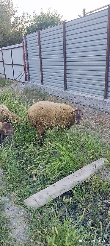 cücə və xoruz təmsil: 1 erkək və 2 dişi quzu satılır. razılaşma yolu ilə — 2